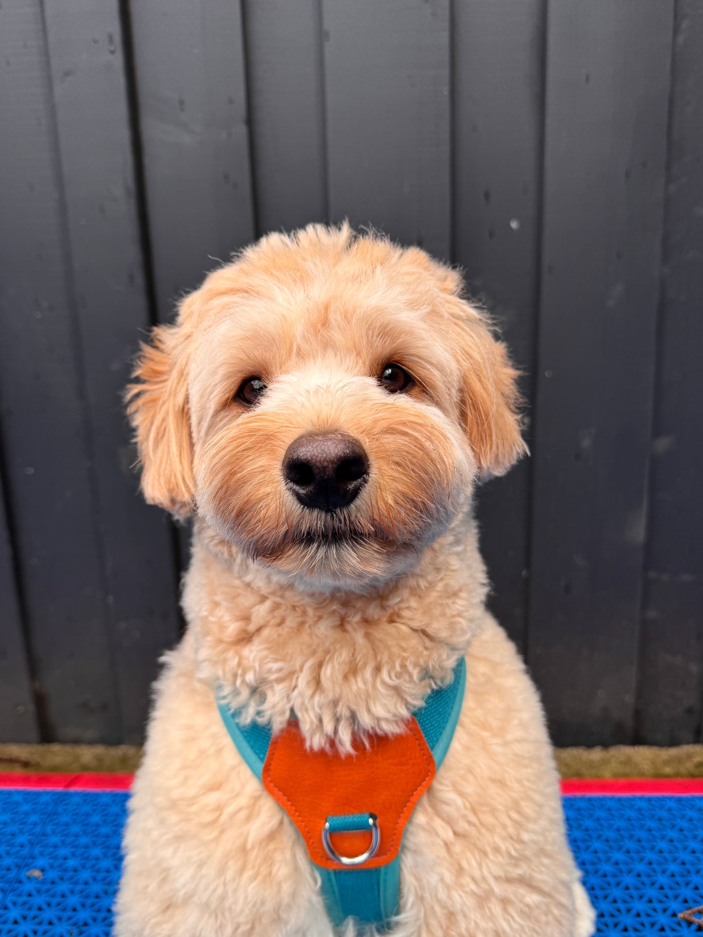 No-Pull Comfort Harness for Stress-Free Walks