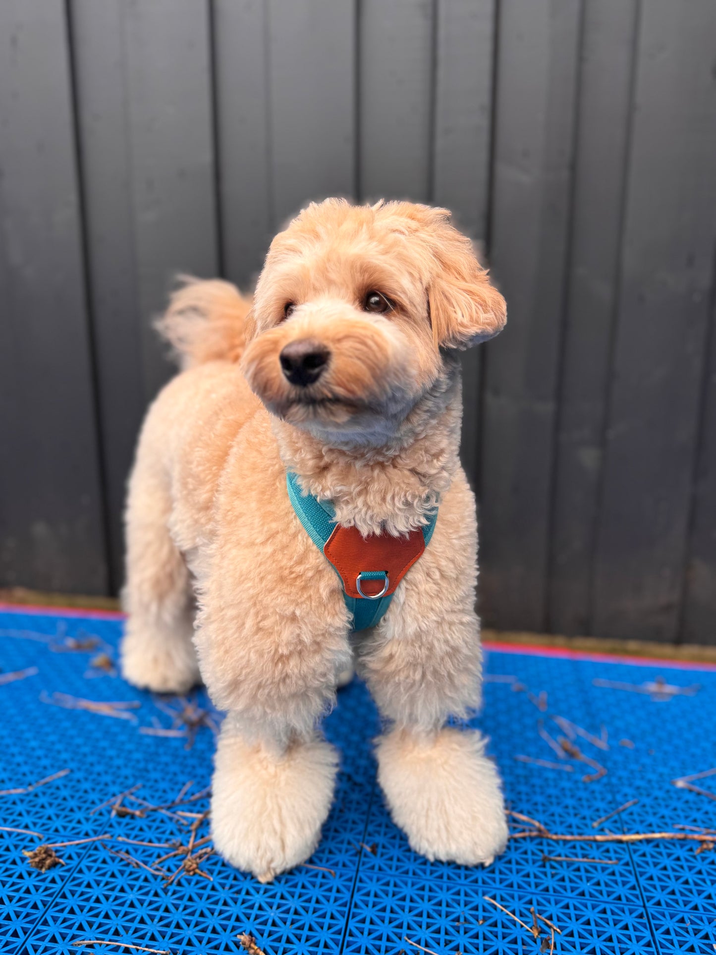 No-Pull Comfort Harness for Stress-Free Walks