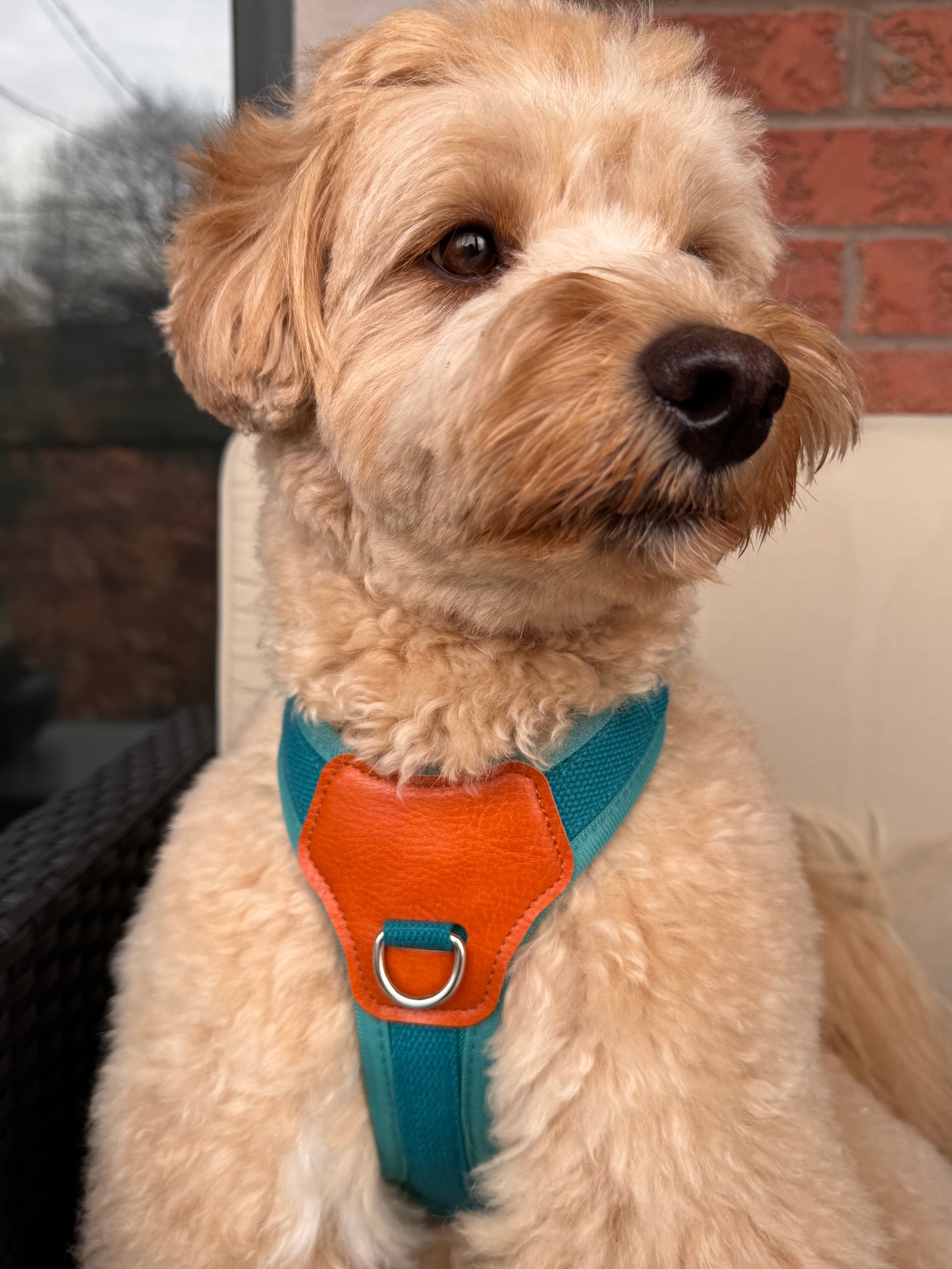 No-Pull Comfort Harness for Stress-Free Walks
