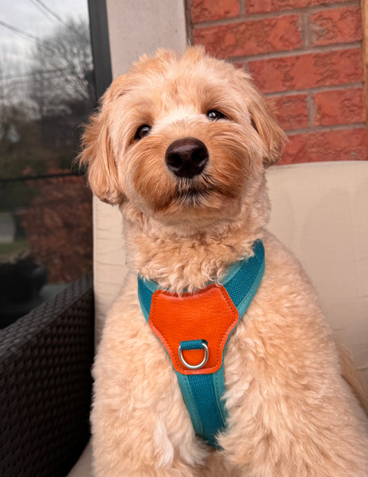 No-Pull Comfort Harness for Stress-Free Walks