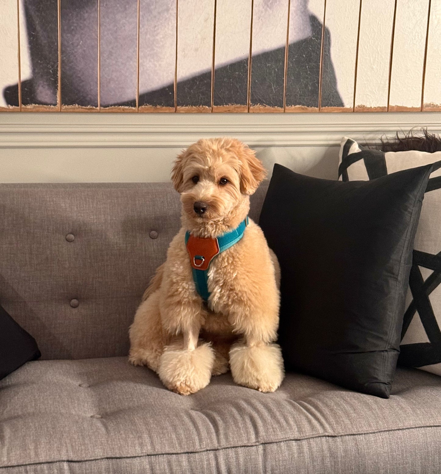 No-Pull Comfort Harness for Stress-Free Walks