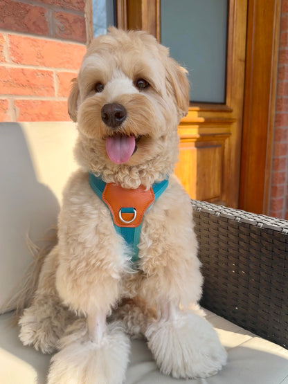 No-Pull Comfort Harness for Stress-Free Walks