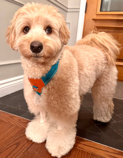 No-Pull Comfort Harness for Stress-Free Walks