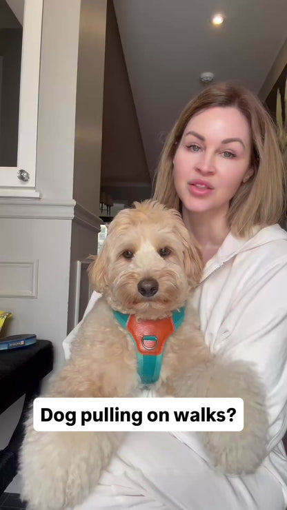 No-Pull Comfort Harness for Stress-Free Walks